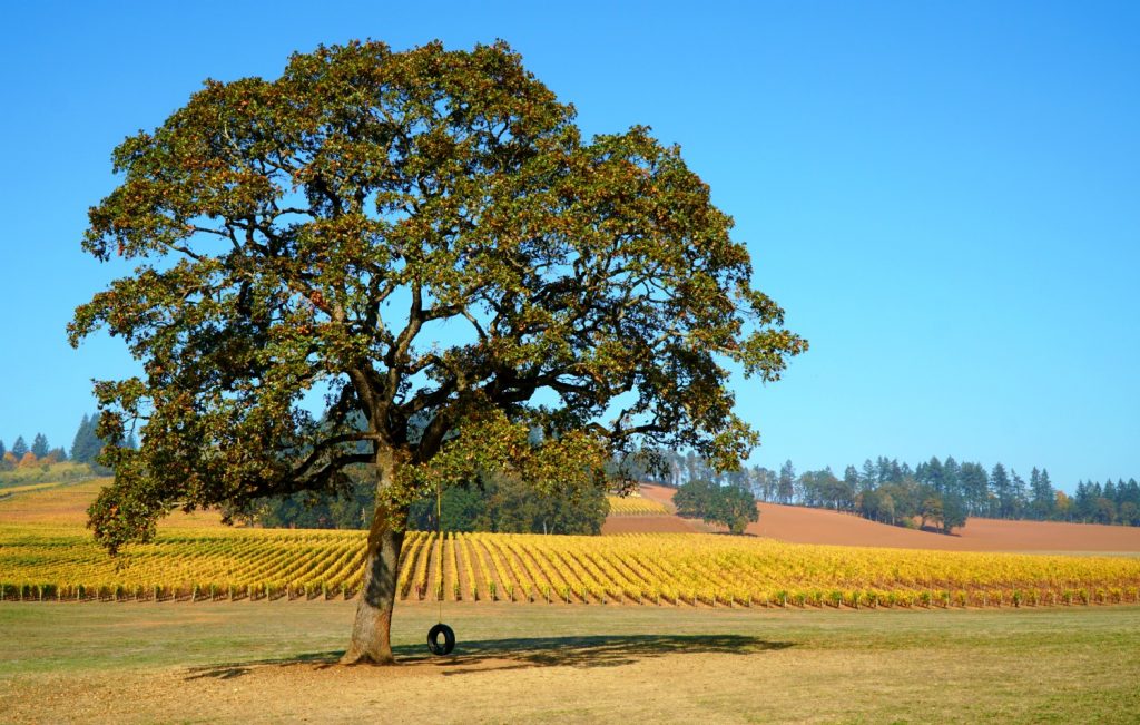 Oregon Wineries 