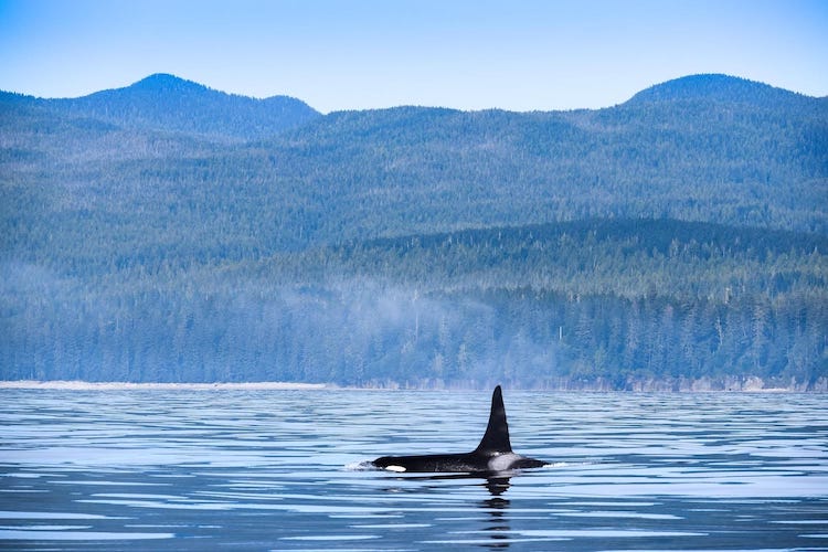 whale watching vancouver